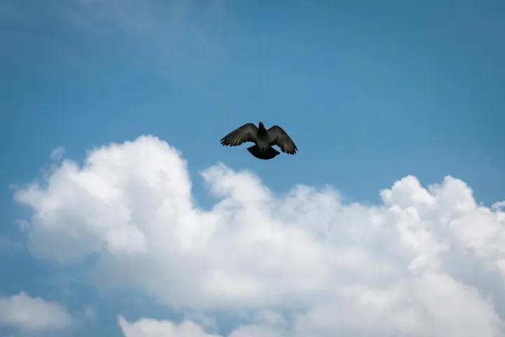 Anın Fotoğrafı