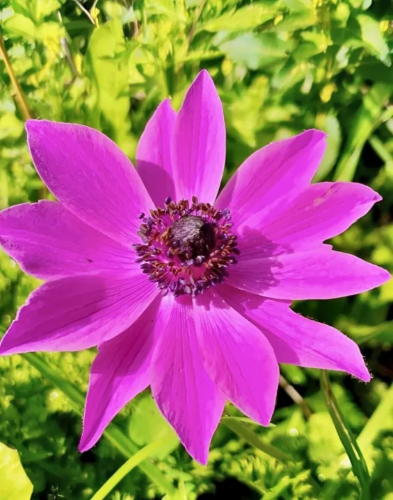 Anın Fotoğrafı
