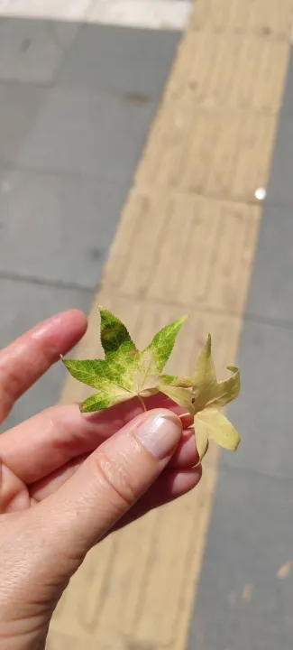 Anın Fotoğrafı