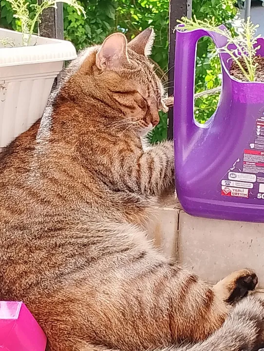 Anın Fotoğrafı
