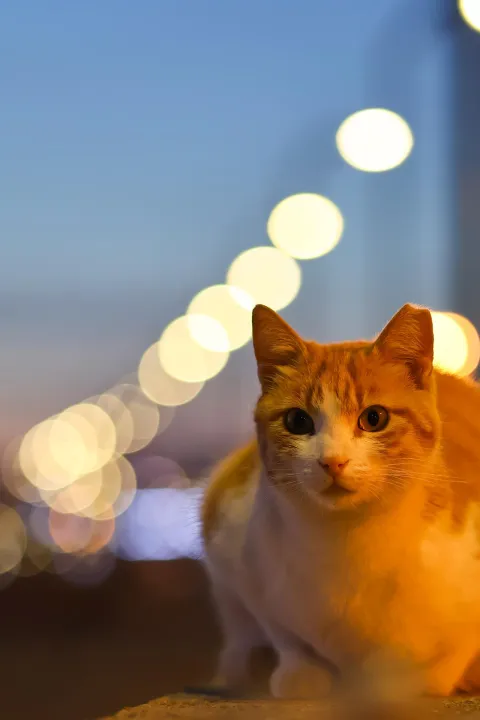Anın Fotoğrafı