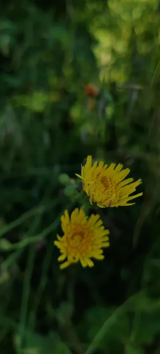 Anın Fotoğrafı