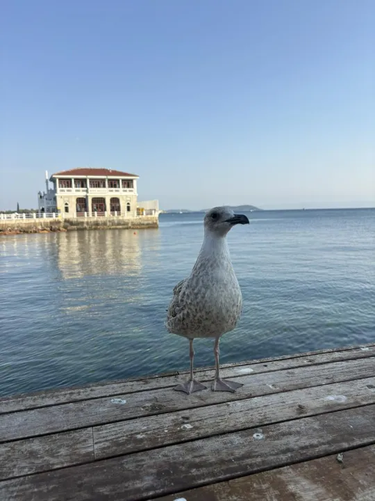 Anın Fotoğrafı