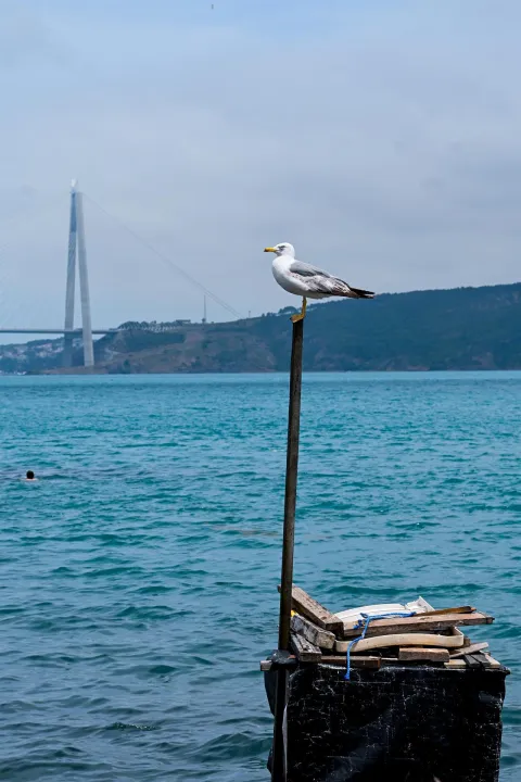 Çoklu paylaşım