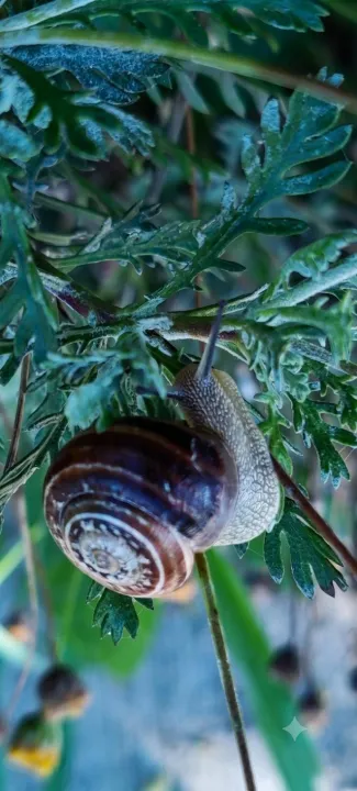 Anın Fotoğrafı