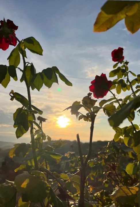 Anın Fotoğrafı