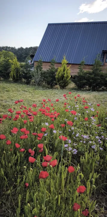 Anın Fotoğrafı