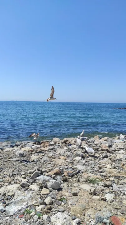 Çoklu paylaşım