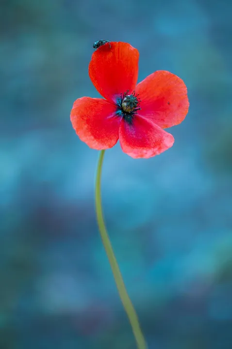 Anın Fotoğrafı