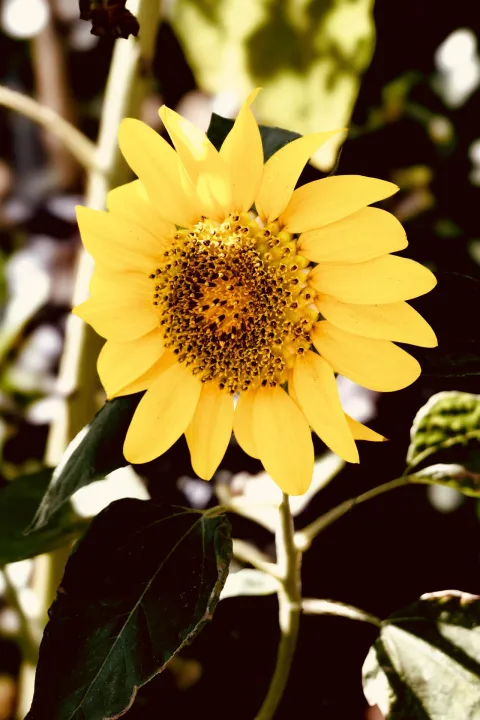 Anın Fotoğrafı