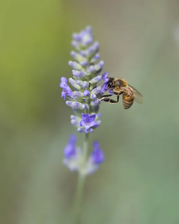 Anın Fotoğrafı