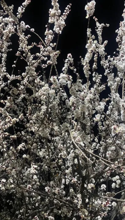 Anın Fotoğrafı