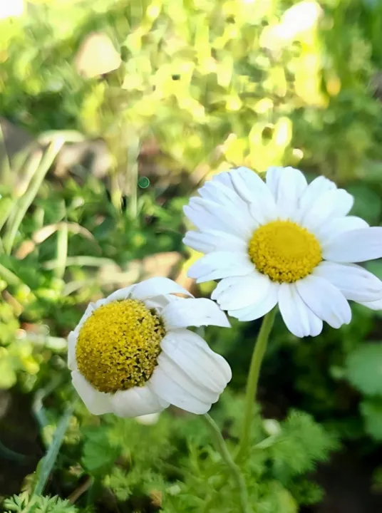 Anın Fotoğrafı