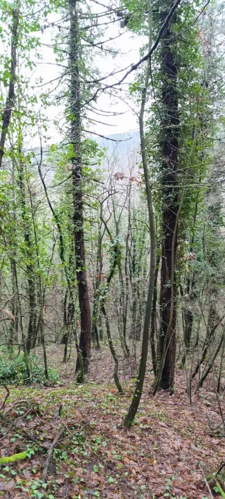 Anın Fotoğrafı