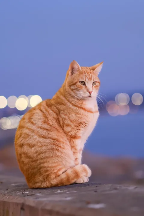 Anın Fotoğrafı