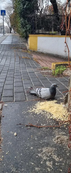 Anın Fotoğrafı