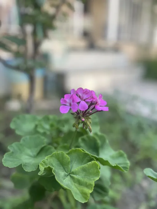 Anın Fotoğrafı