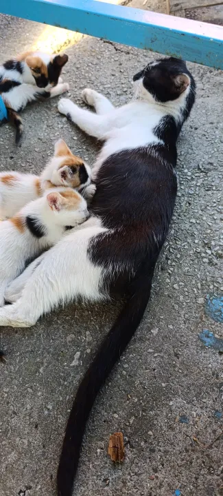 Çoklu paylaşım