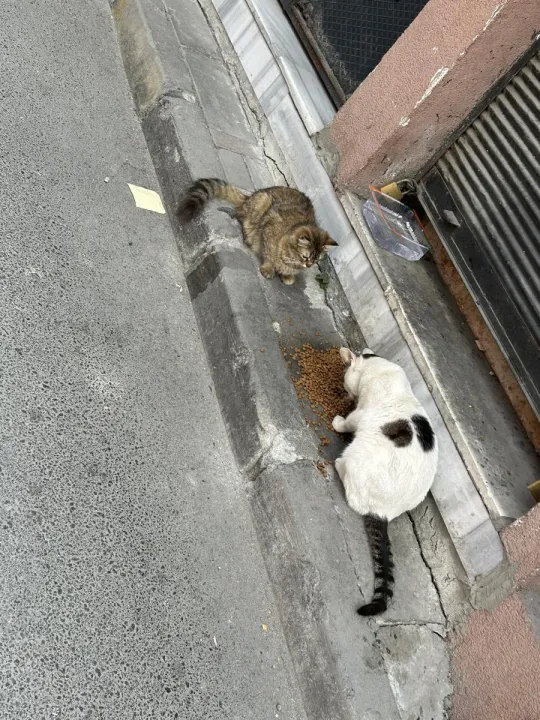Anın Fotoğrafı