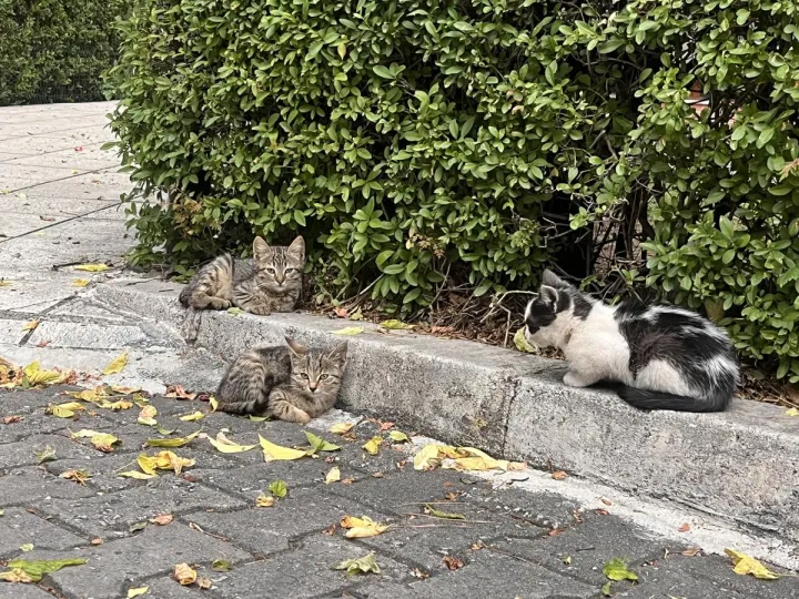 Çoklu paylaşım