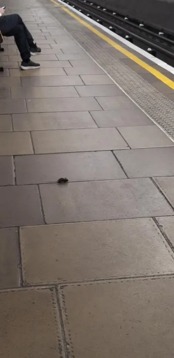 Çoklu paylaşım