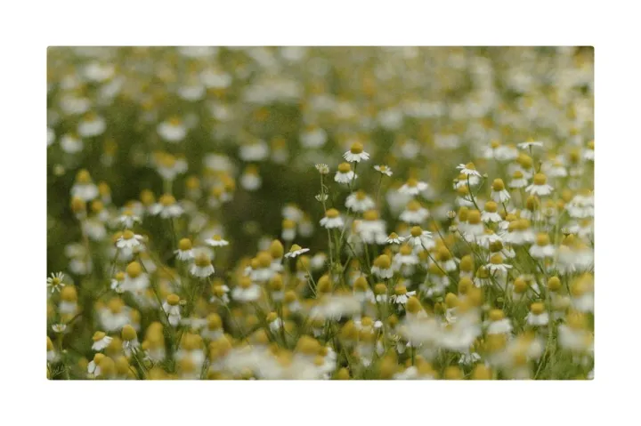 Anın Fotoğrafı