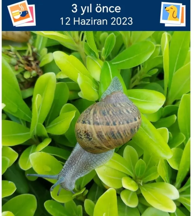 Anın Fotoğrafı