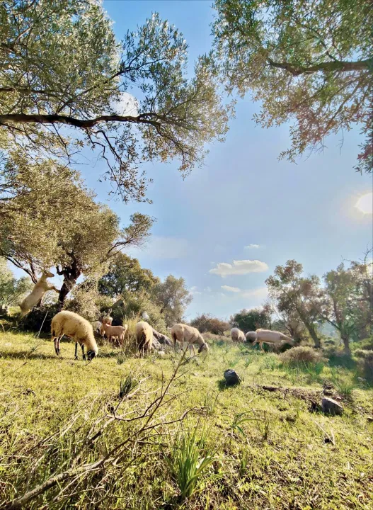 Anın Fotoğrafı