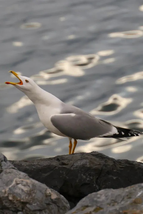 Anın Fotoğrafı