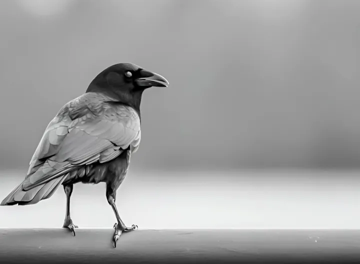 Anın Fotoğrafı