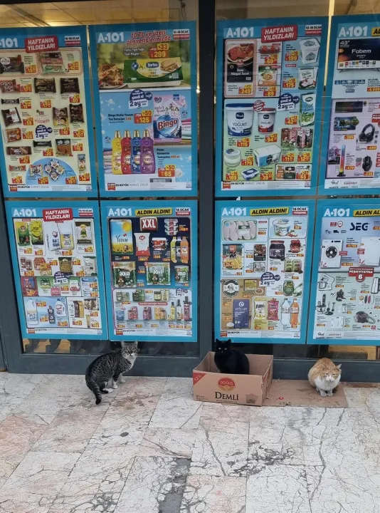 Anın Fotoğrafı