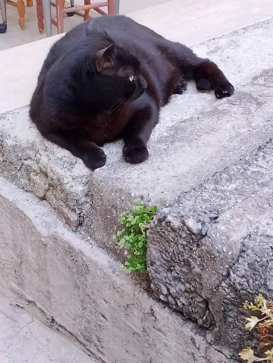 Çoklu paylaşım