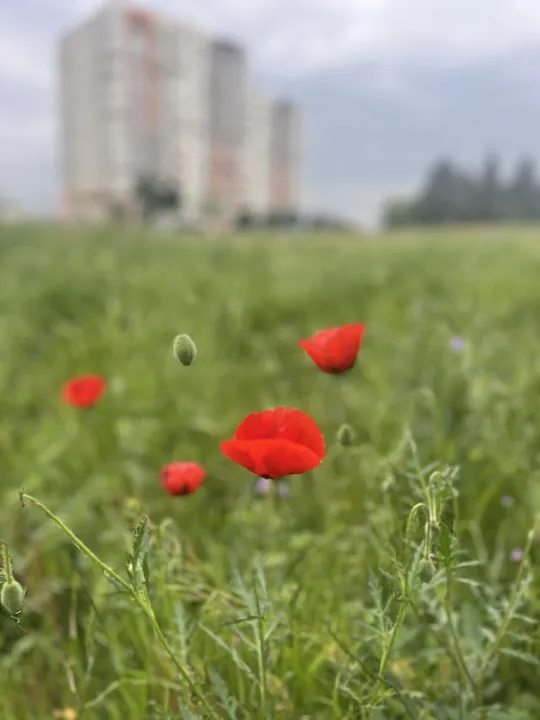 Anın Fotoğrafı