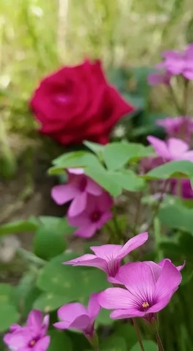Anın Fotoğrafı