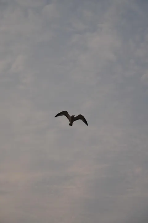 Anın Fotoğrafı