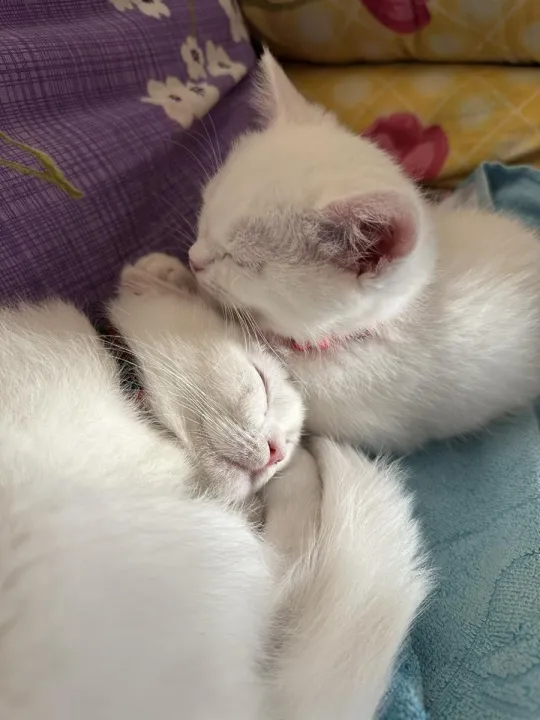 Anın Fotoğrafı
