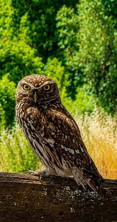Anın Fotoğrafı