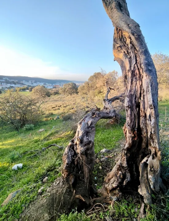 Anın Fotoğrafı