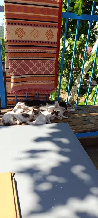 Anın Fotoğrafı