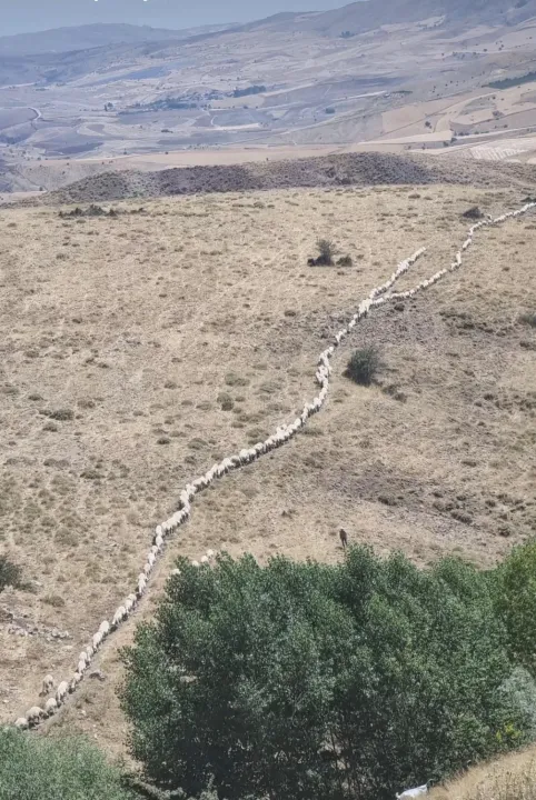 Anın Fotoğrafı