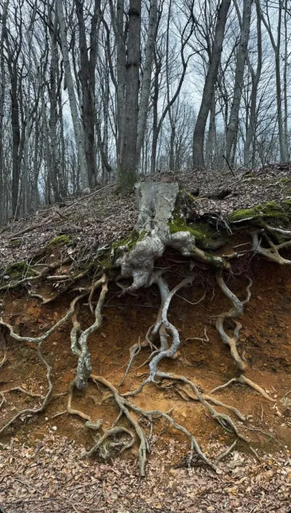 Anın Fotoğrafı