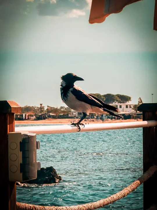 Anın Fotoğrafı