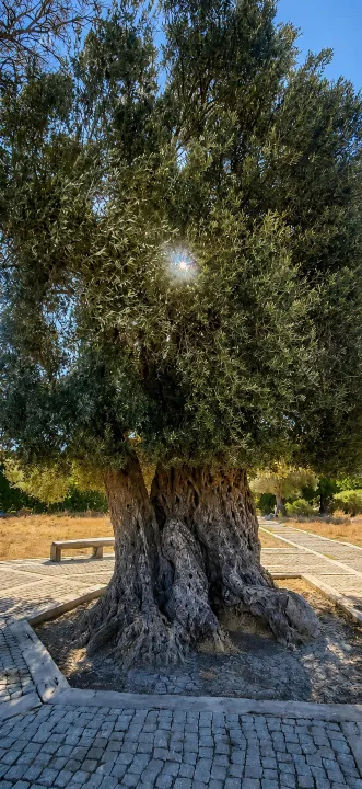Anın Fotoğrafı
