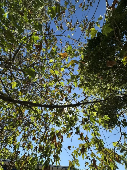 Anın Fotoğrafı