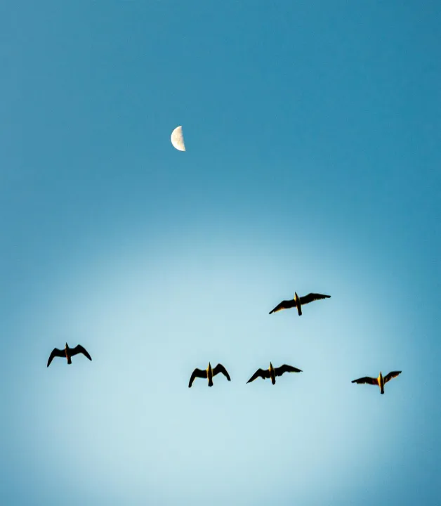 Anın Fotoğrafı
