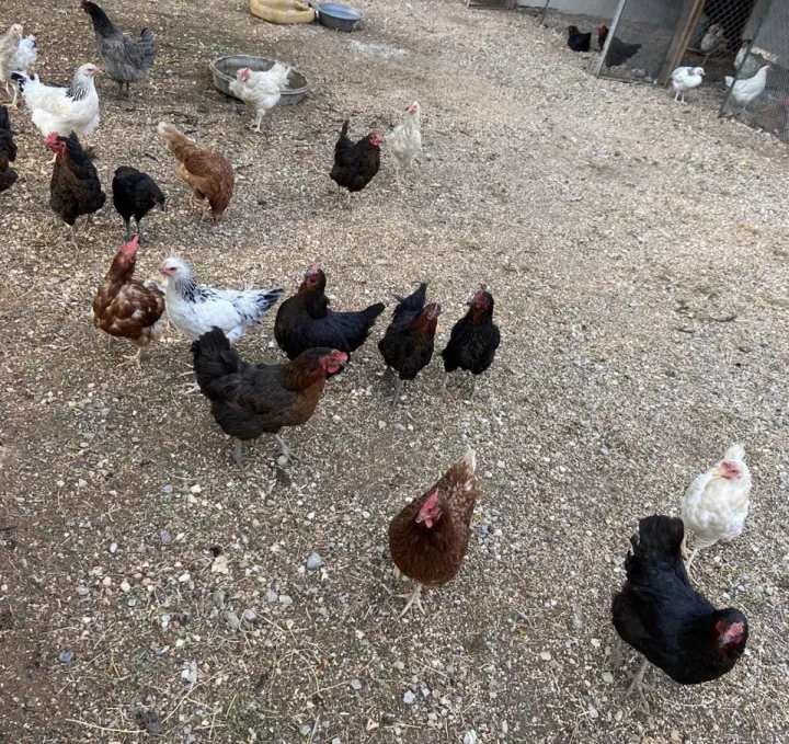 Anın Fotoğrafı