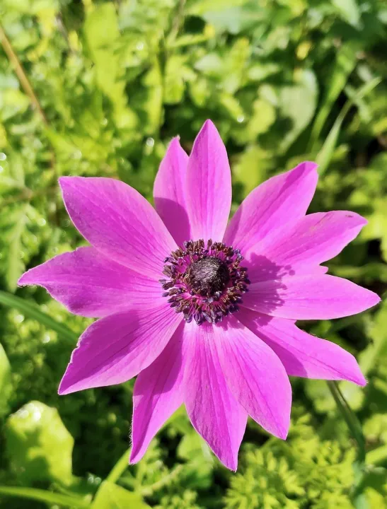 Anın Fotoğrafı