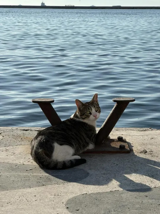 Anın Fotoğrafı