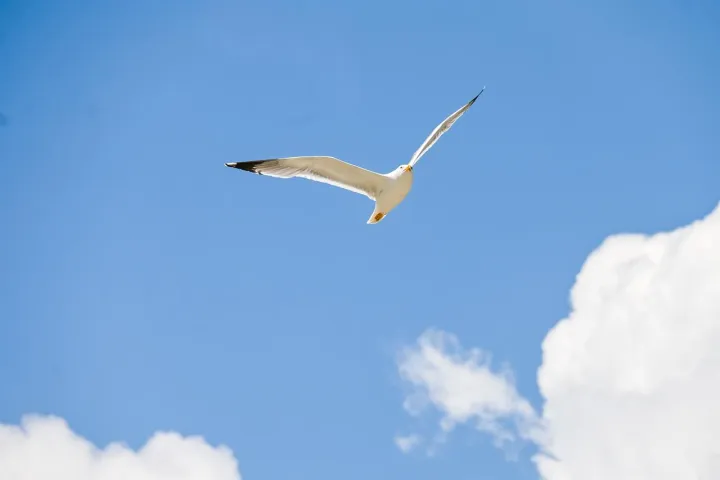 Anın Fotoğrafı