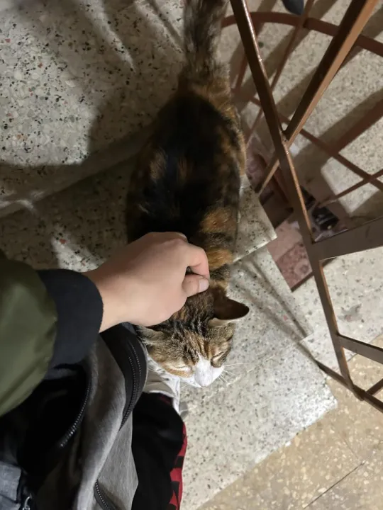 Çoklu paylaşım